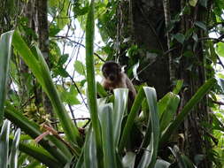 Image of Black-capped Capuchin