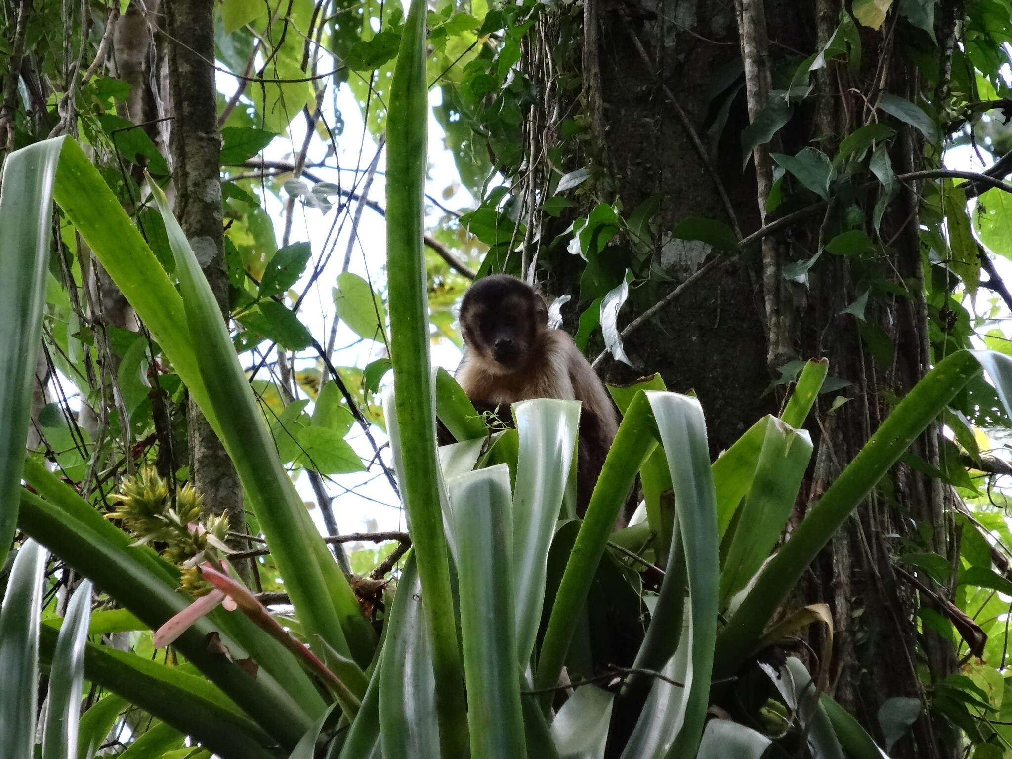 Image of Black-capped Capuchin