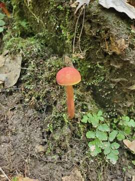 Imagem de Hortiboletus campestris (A. H. Sm. & Thiers) Biketova & Wasser 2015