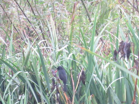 Image of Unicolored Blackbird