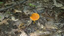 Image of Amanita flavoconia G. F. Atk. 1902