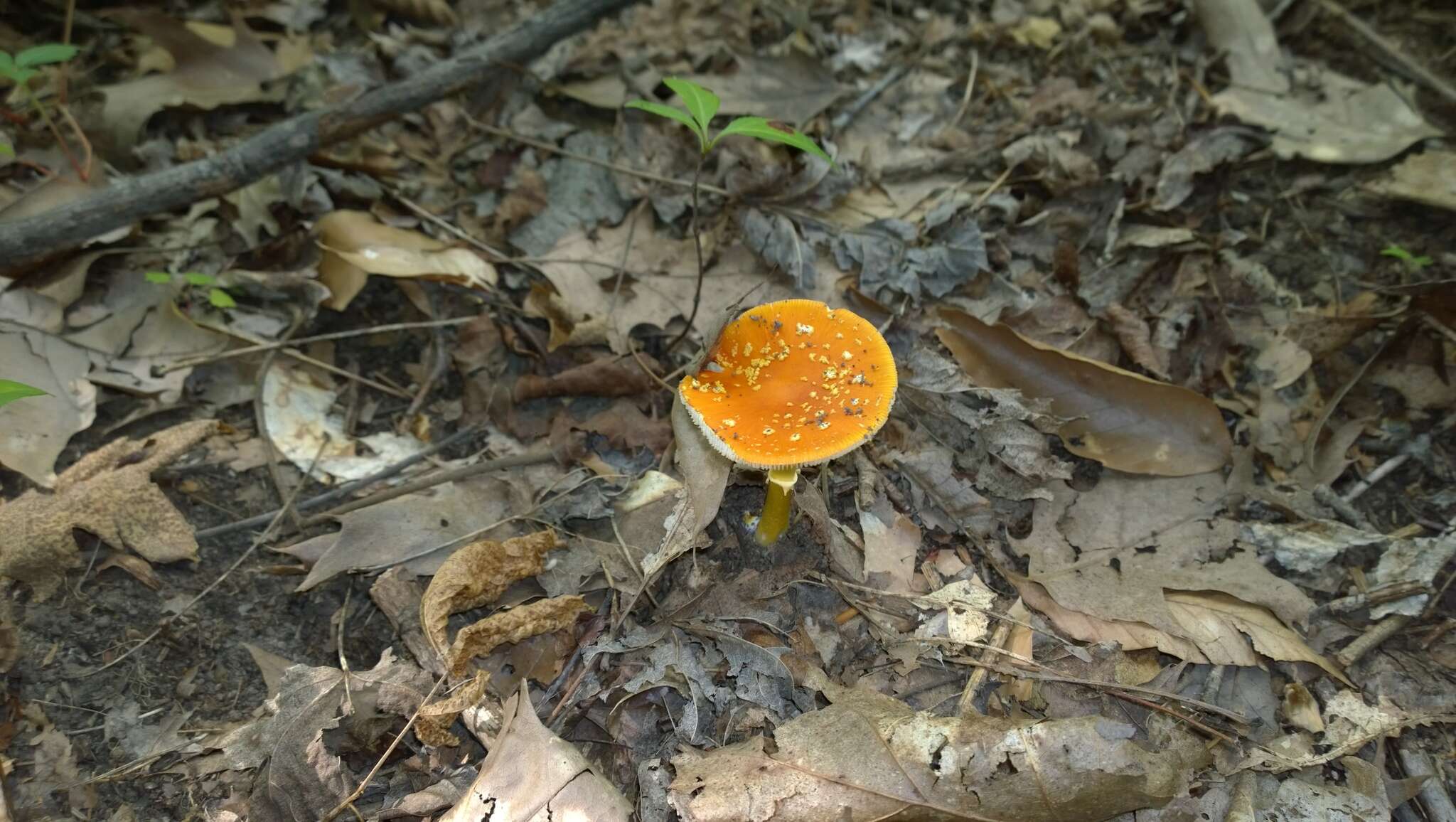 Image of Amanita flavoconia G. F. Atk. 1902