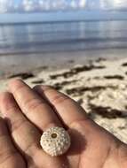 Image of reef urchin