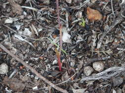 صورة Thelymitra graminea Lindl.