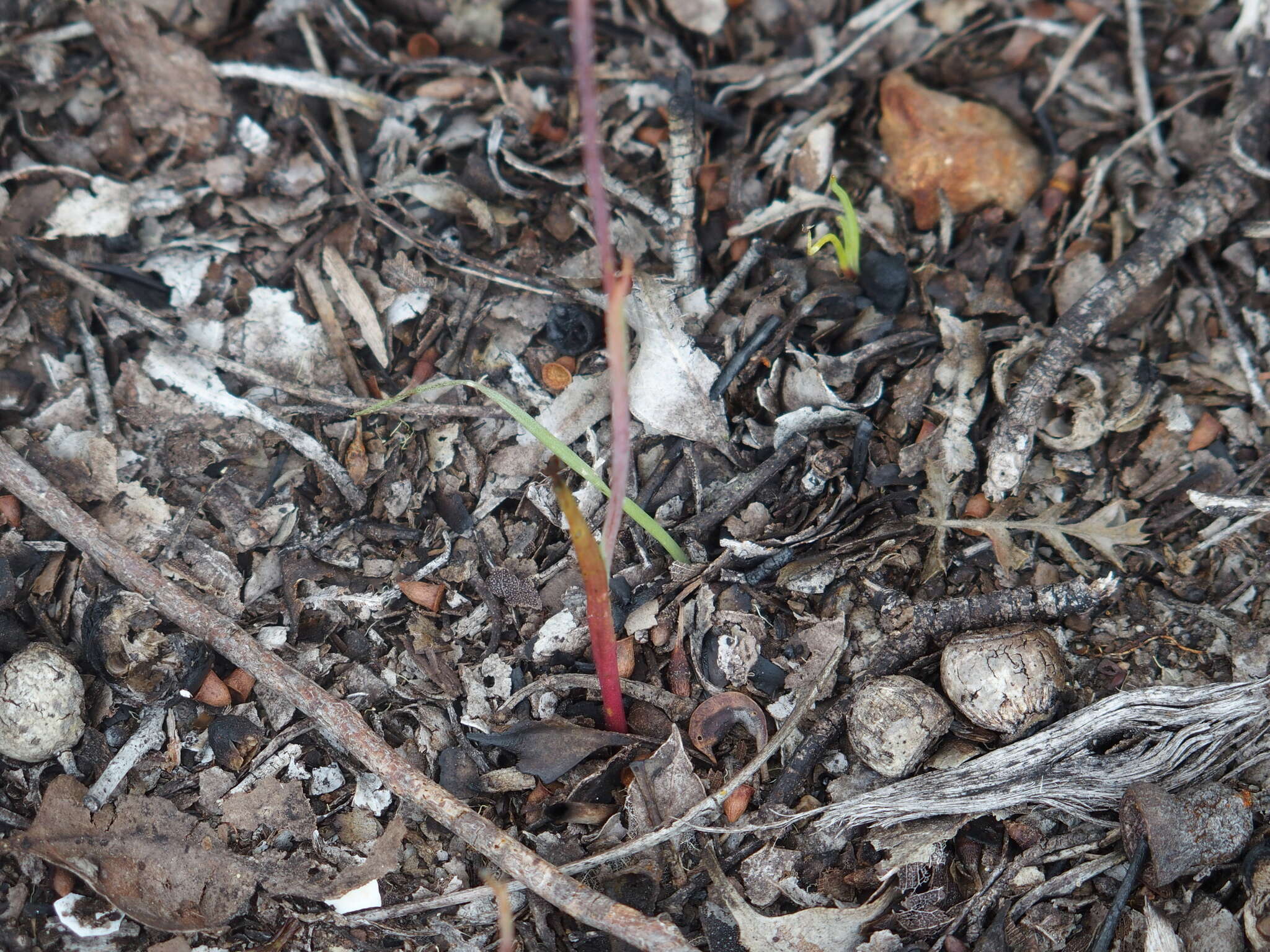 صورة Thelymitra graminea Lindl.