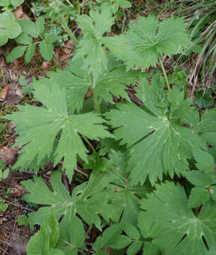 Image of wolfsbane