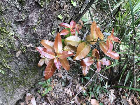 Imagem de Quercus tarokoensis Hayata