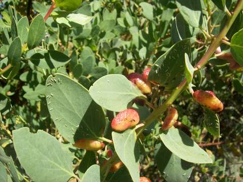 Image of Manzanita Leaf Gall Aphid