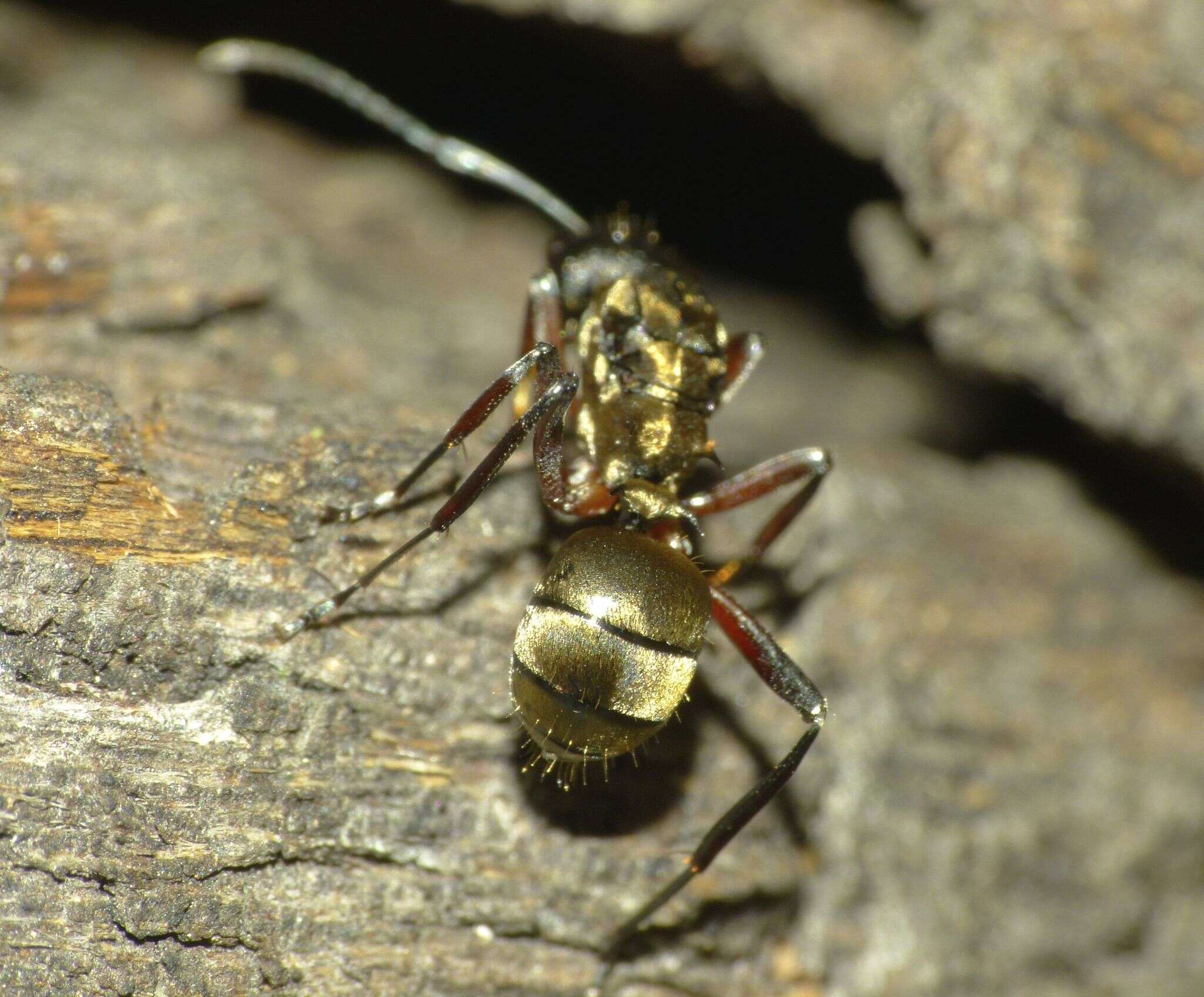 صورة Polyrhachis rufifemur Forel 1907