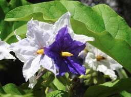 صورة Solanum wrightii Benth.