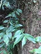 Image of Pothos chinensis (Raf.) Merr.