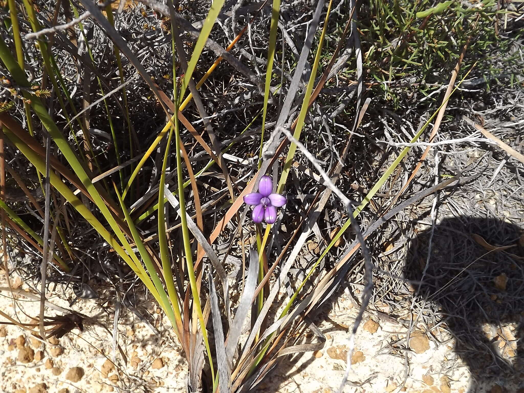 Image of Purple enamel orchid