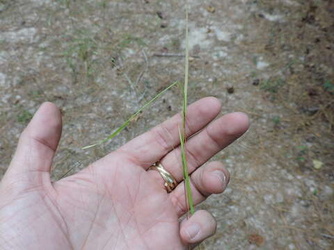 Panicum brachyanthum Steud. resmi