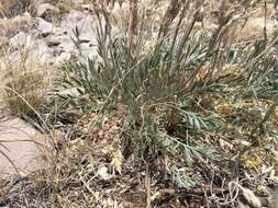 Image of white locoweed