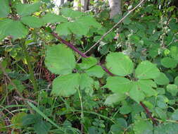 Image of Rubus rhombifolius Weihe ex Boenn.