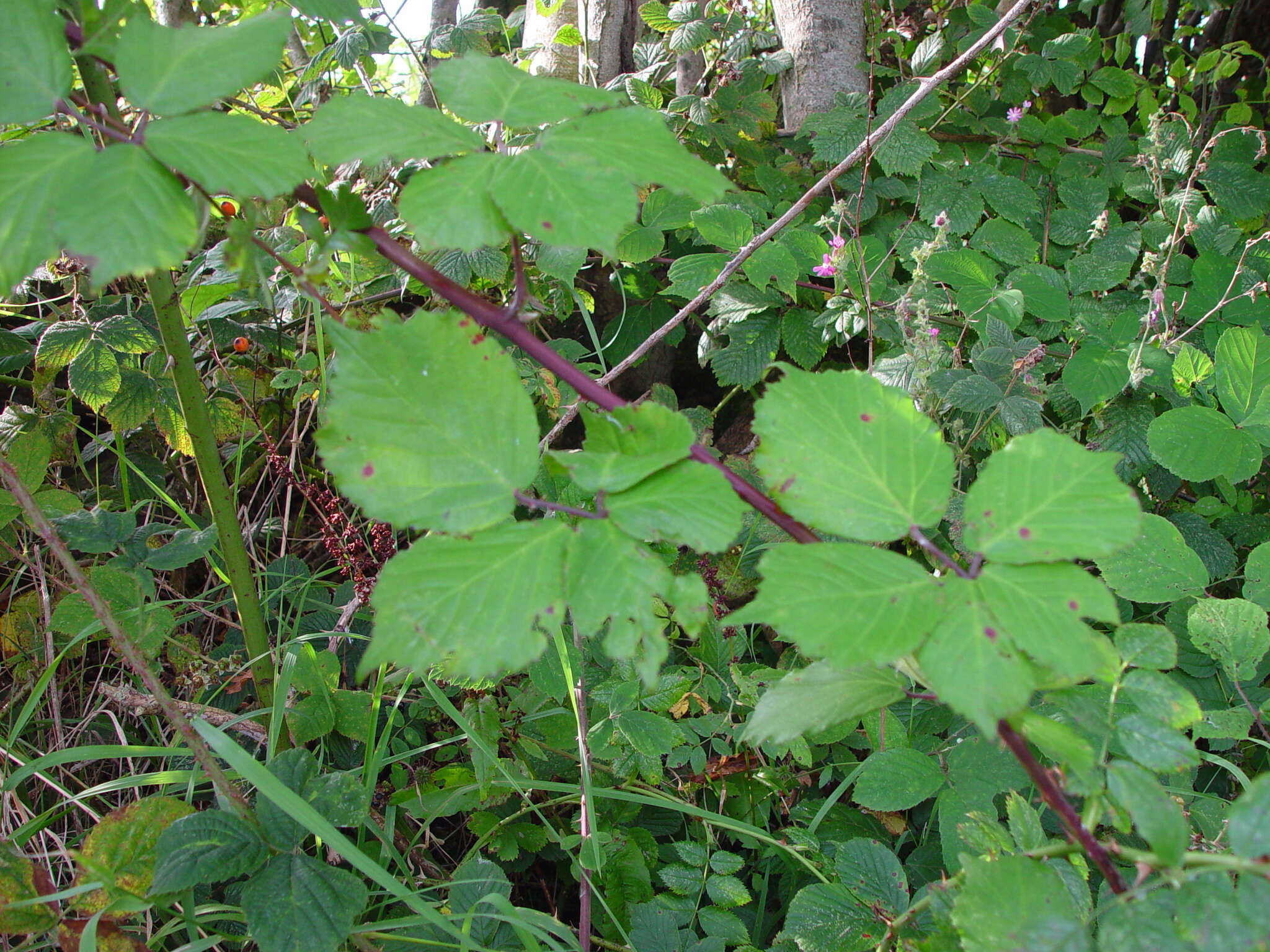 Image of Rubus rhombifolius Weihe ex Boenn.