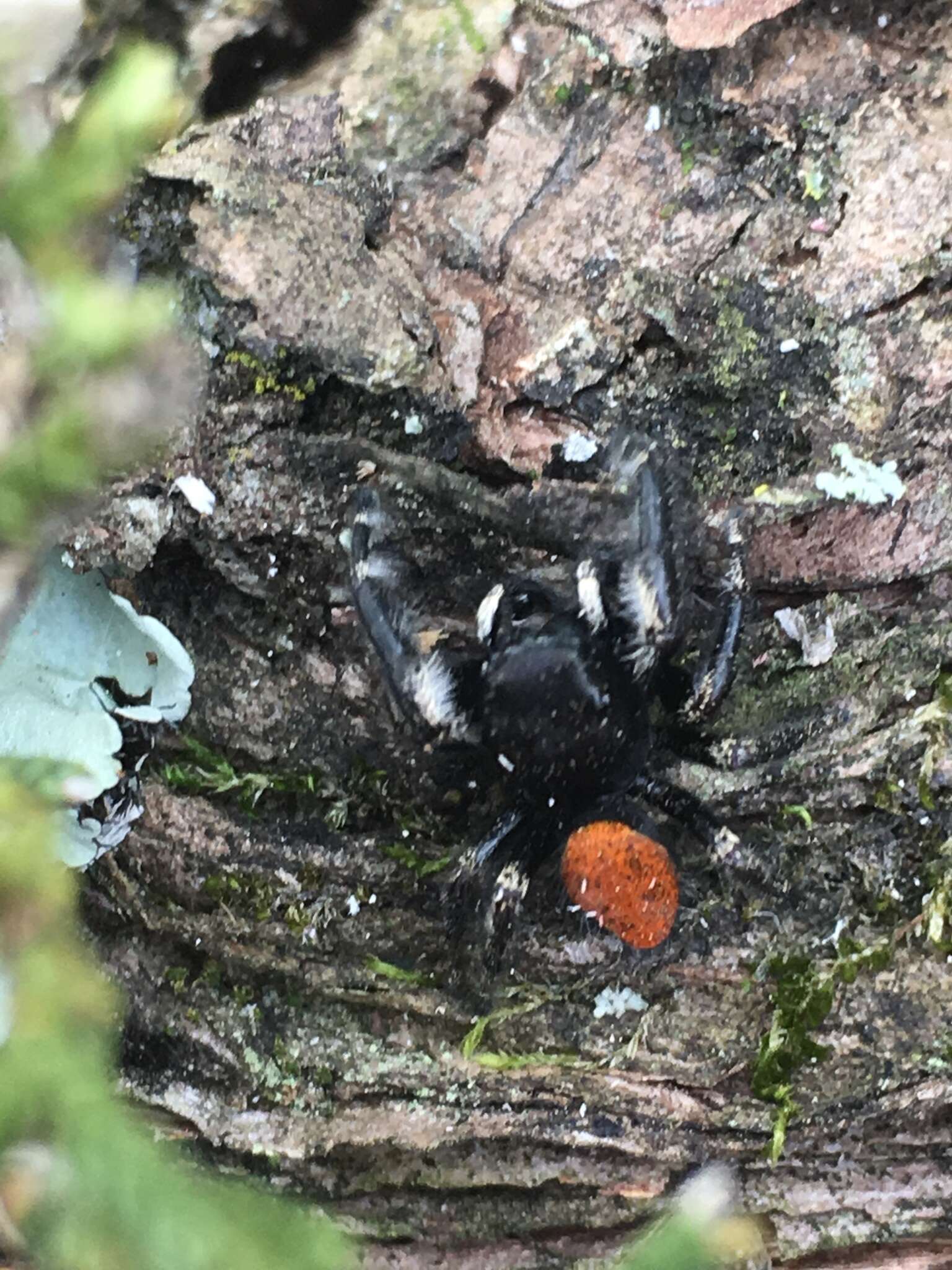 Image of Phidippus princeps (Peckham & Peckham 1883)