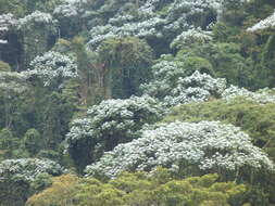 Image of Yagrumo Hembra, Trumpet-Tree