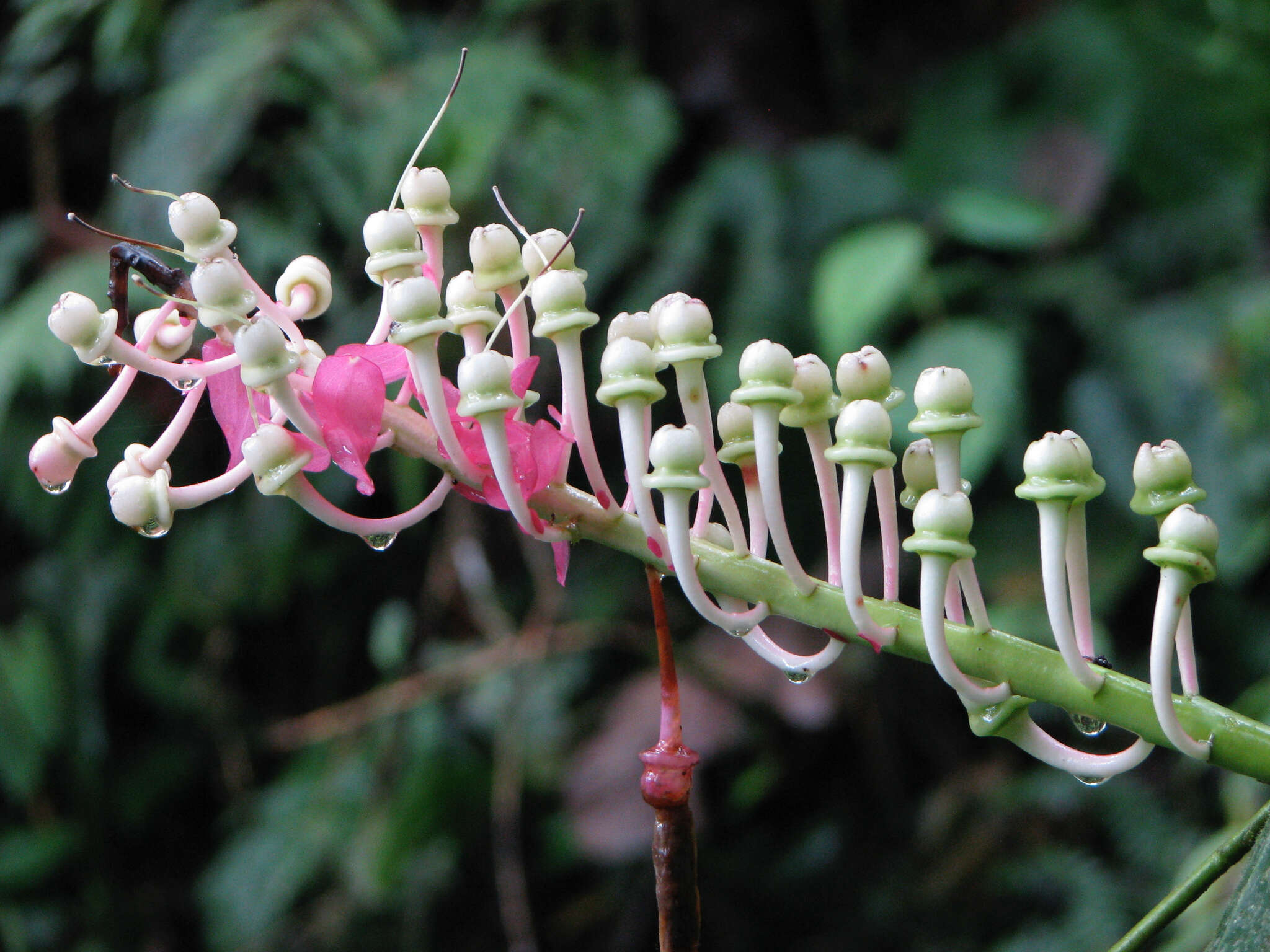 Cavendishia grandifolia Herold的圖片