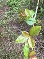 Image of Barbados shrub