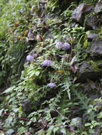 Plancia ëd Cirsium tashiroi Kitam.