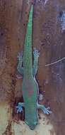 Слика од Phelsuma comorensis Boettger 1913