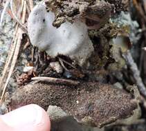 Image of hairy navel lichen