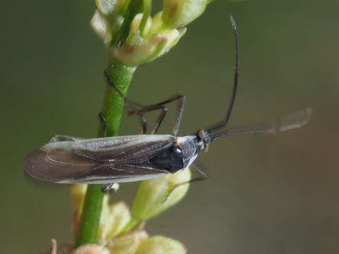 Sivun Acetropis carinata (Herrich-Schaeffer 1841) kuva