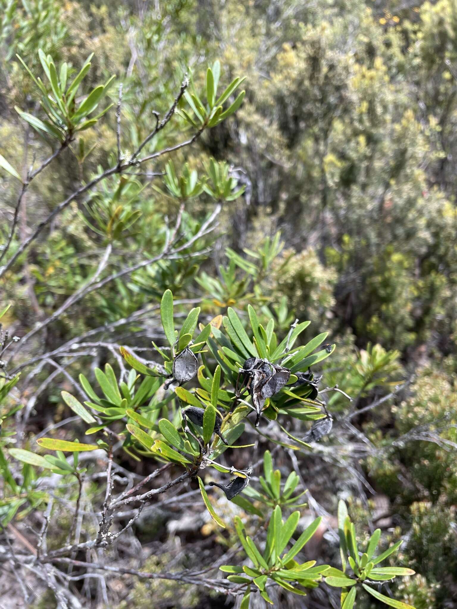 Image of Lomatia polymorpha R. Br.