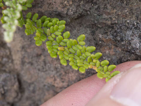 Plancia ëd Myriopteris gracillima (D. C. Eat.) J. Sm.