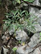 Amorphophallus ankarana Hett., Ittenbach & Bogner resmi