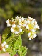 Image of Diosma dichotoma P. J. Bergius