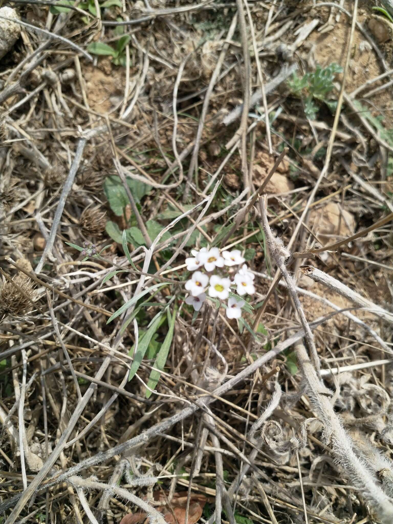 Plancia ëd Lobularia maritima subsp. maritima