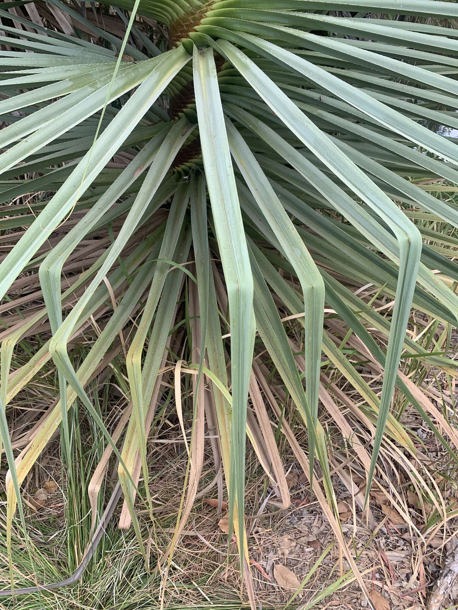 Image of Cook's pandan