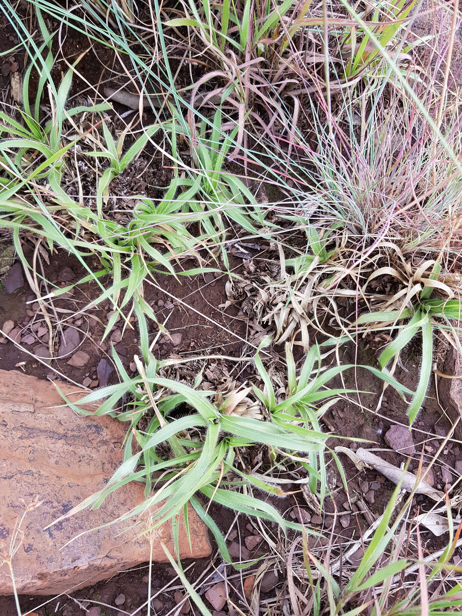 صورة Sporobolus pectinatus Hack.