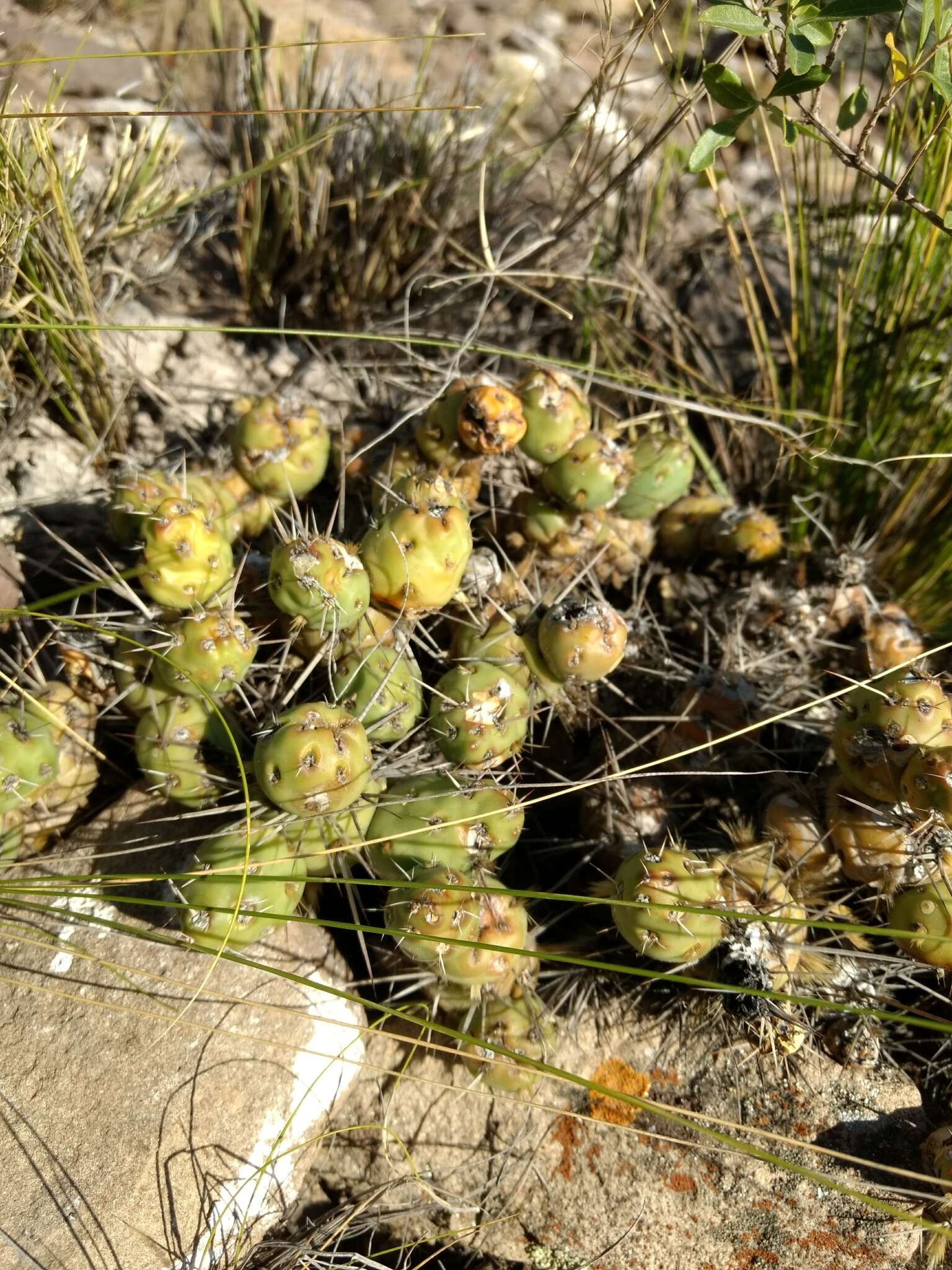 Image of Maihueniopsis glomerata (Haw.) R. Kiesling