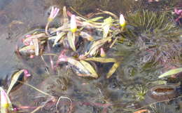 Image of Carolina fanwort