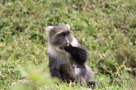 صورة Cercopithecus mitis kolbi Neumann 1902