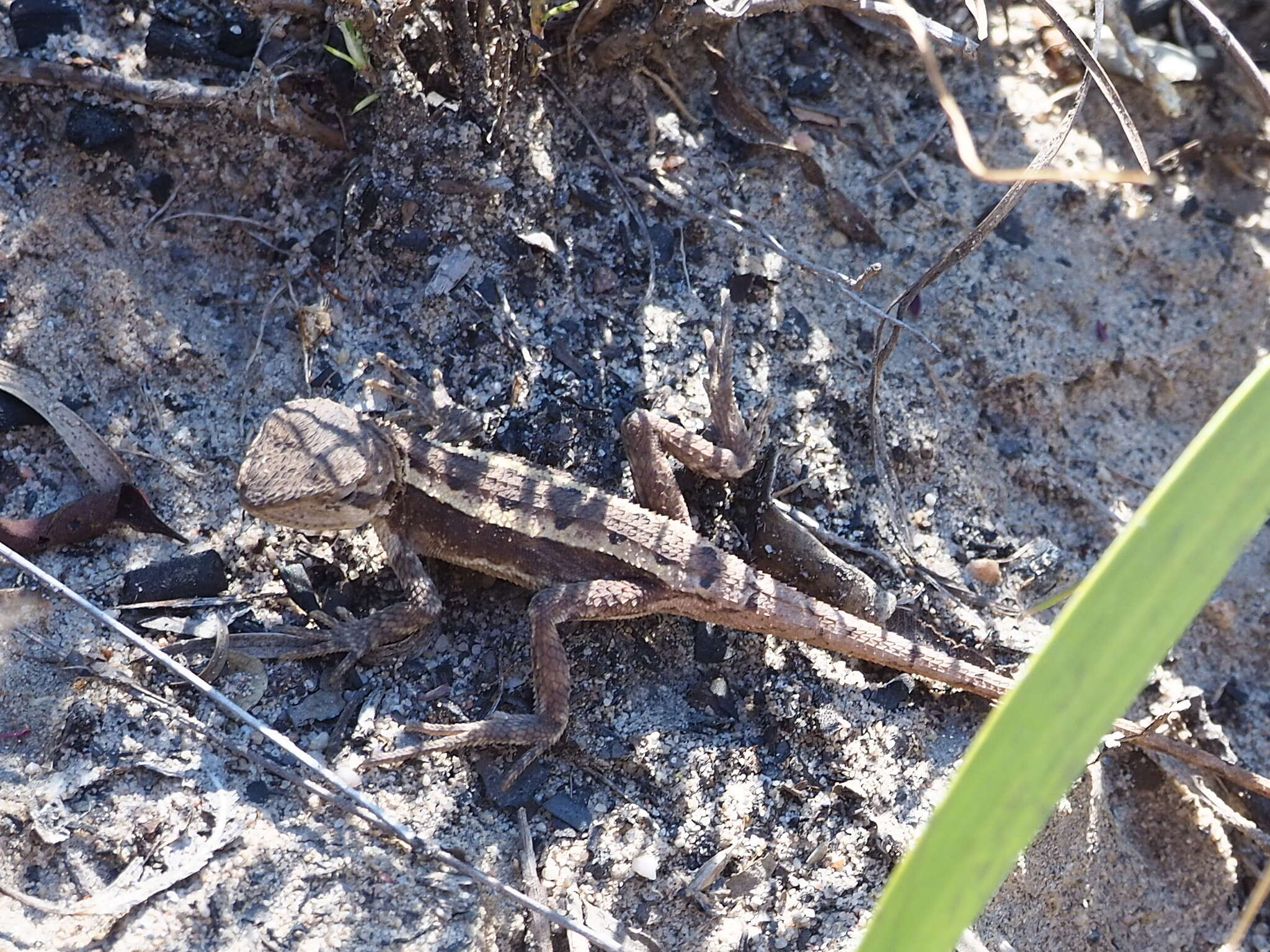 Image of Diporiphora phaeospinosa Edwards & Melville 2011