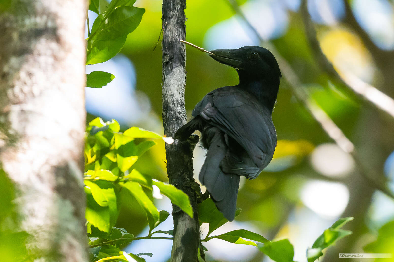 Image of New Caledonian Crow