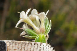 Image of Pimelea pseudolyallii Allan