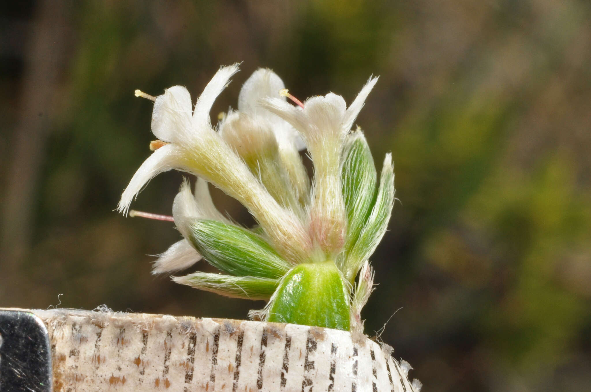 Image of Pimelea pseudolyallii Allan