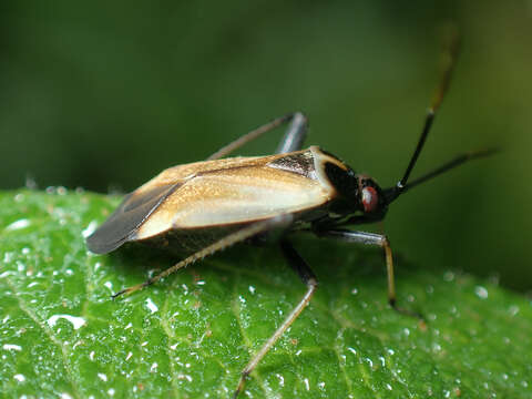 Adelphocoris seticornis (Fabricius 1775)的圖片