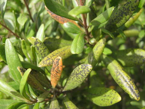 Image of Diospyros dichrophylla (Gand.) De Winter