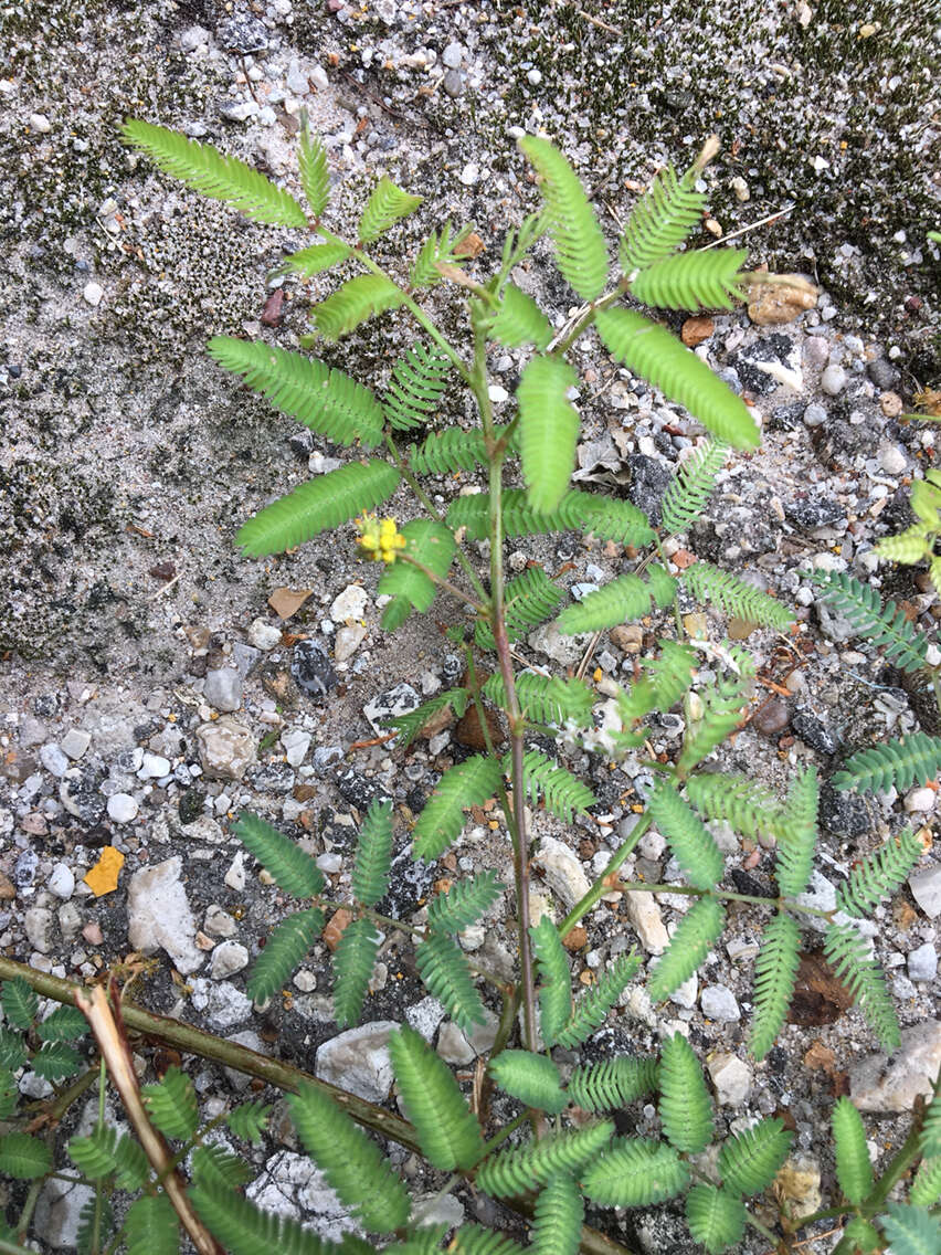 Image of Tropical Puff