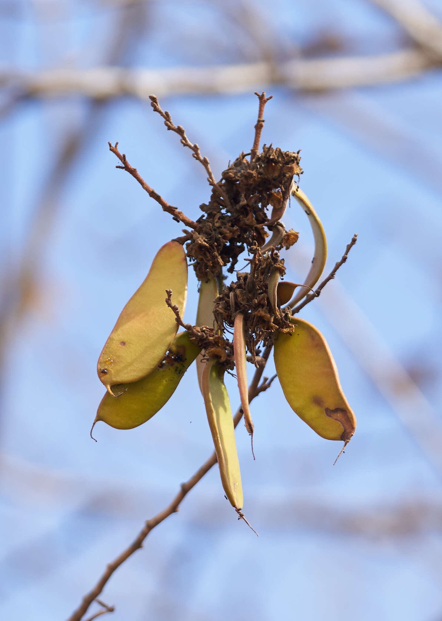 Imagem de <i>Cenostigma eriostachys</i>