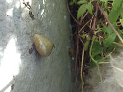 Image of White-lipped banded snail