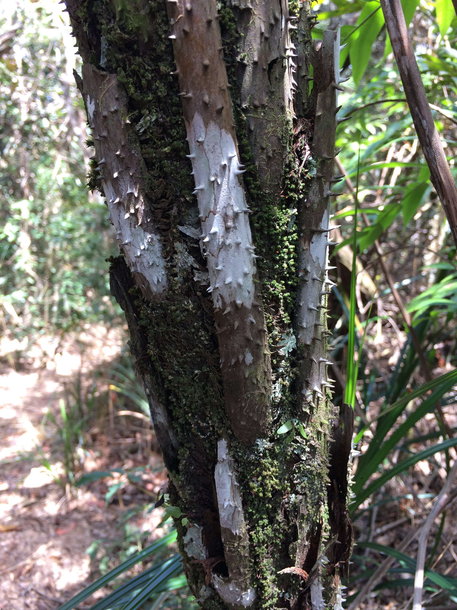 Image of Cyathea corcovadensis (Raddi) Domin