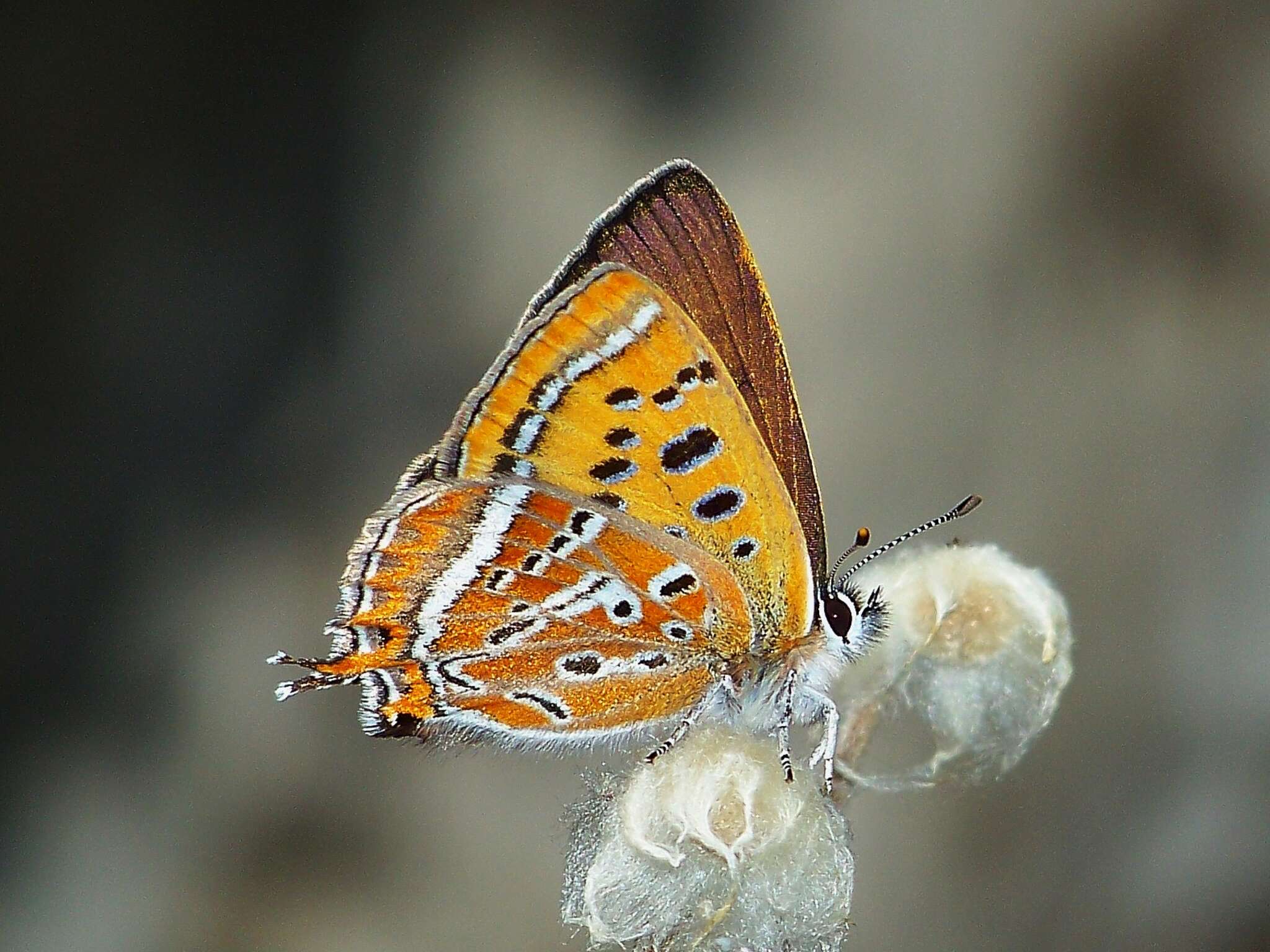 Image of Lycaena li (Oberthür 1886)