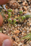 Image of <i>Eremocarya <i>micrantha</i></i> var. micrantha